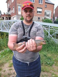 Rainbow Trout
