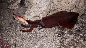 European Squid
