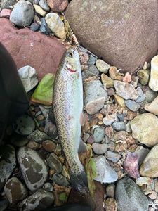 Rainbow Trout