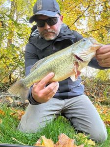 Largemouth Bass