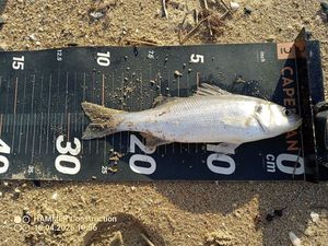 European Bass (Seabass)