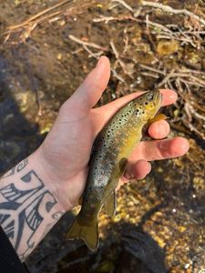 Brown Trout