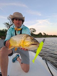 Dorado