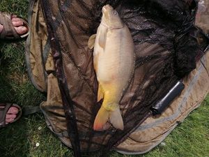Mirror Carp