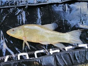 Tench