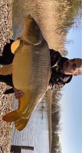 Mirror Carp