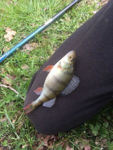 European Perch
