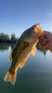 Largemouth Bass
