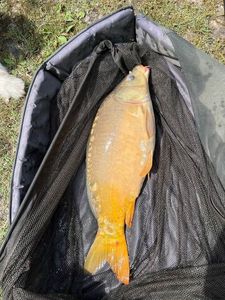 Mirror Carp