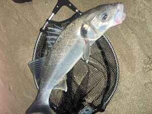 European Bass (Seabass)