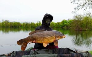 Common Carp