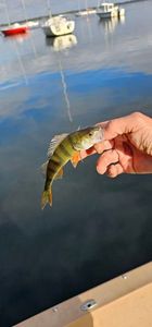 European Perch