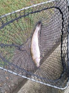 Rainbow Trout
