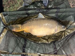 Leather Carp