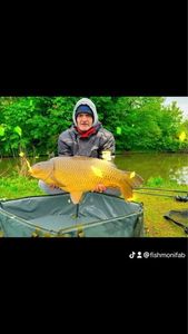 Common Carp