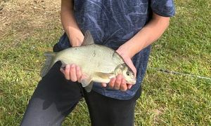 Common Bream