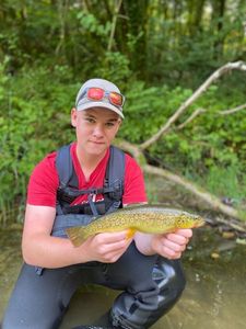 Brown Trout