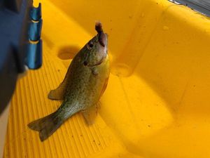 Green Sunfish