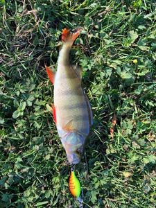 European Perch