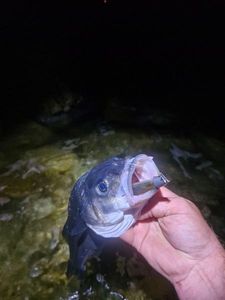 European Bass (Seabass)