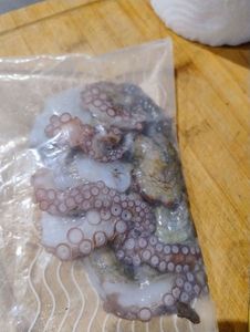 Common Octopus