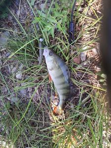 European Perch