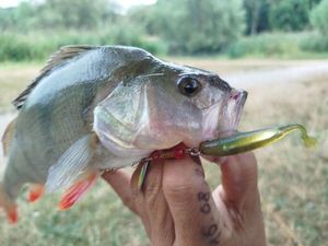 European Perch