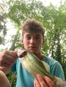 Largemouth Bass