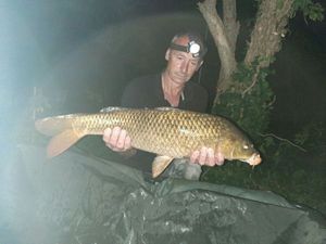 Common Carp