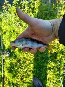 European Perch