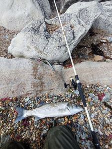 European Bass (Seabass)
