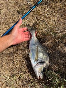 Gilthead Seabream