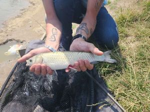 Grass Carp