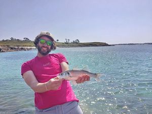 European Bass (Seabass)