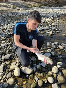 Brown Trout