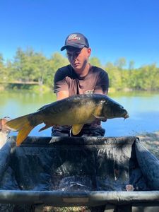 Mirror Carp