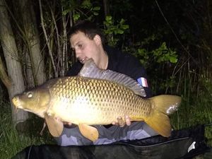 Common Carp