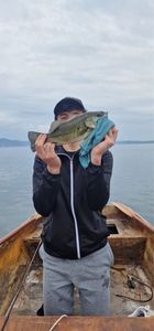 Largemouth Bass