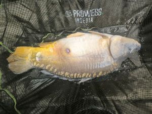 Mirror Carp