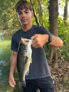 Largemouth Bass