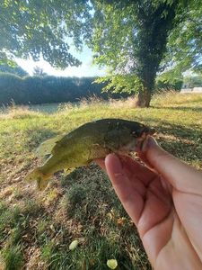 Largemouth Bass