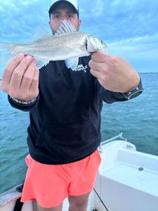 European Bass (Seabass)