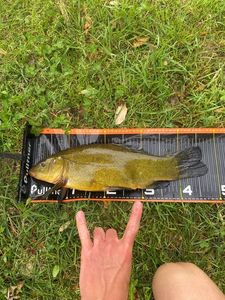 Tench