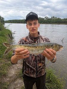 Twaite Shad