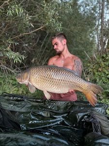 Common Carp