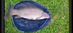 Common Carp