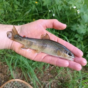 Brown Trout