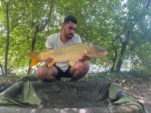 Common Carp