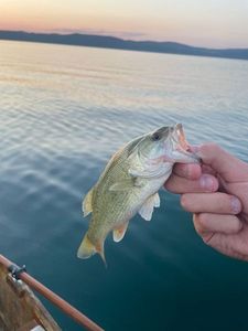 Largemouth Bass