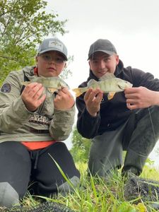 European Perch